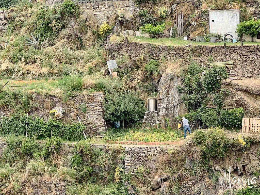 Manarola terraces, Cinque Terre, Italy