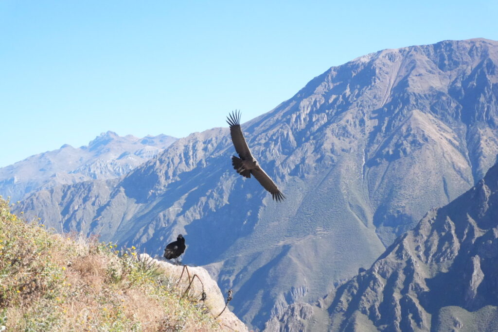 Andean Condors in Colca Canyon, Peru
