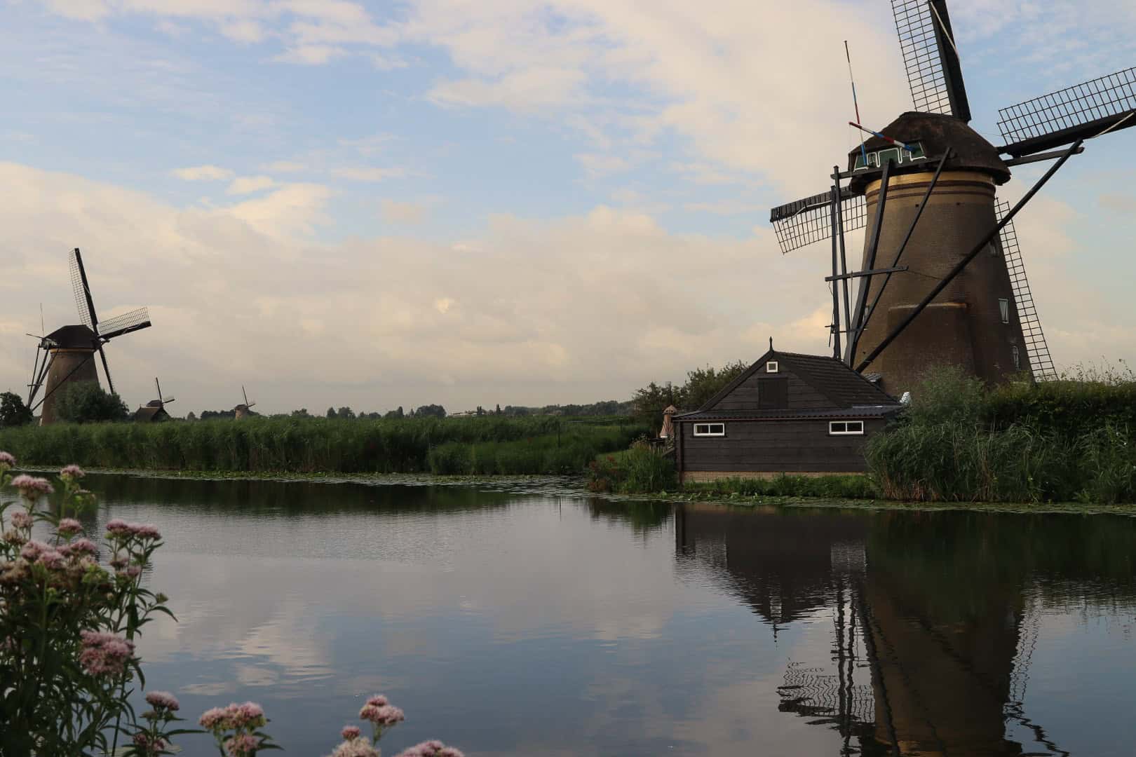 windmills reflecting on still canal, flowers in foreground